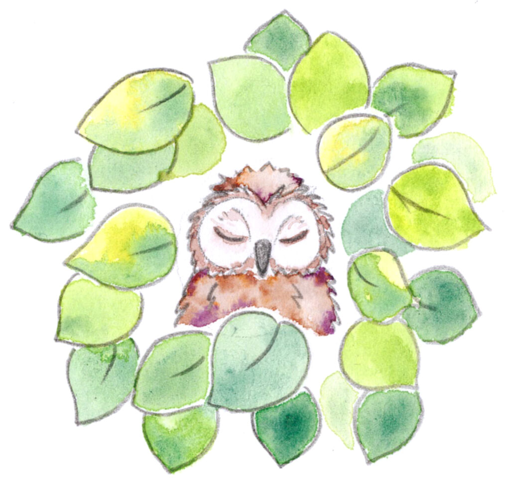 La chouette qui dort